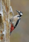 Picchio rosso maggiore femmina_DSC3328 Picchio rosso maggiore femmina_DSC3328