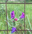 Buona primavera Buona primavera