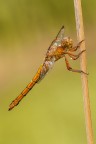 Orthetrum coerulescens Orthetrum coerulescens