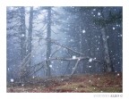 Survivor
