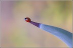 Ladybug Ladybug