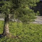 Sharp evergreen Sharp evergreen