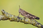 Aioloopus strepens Aioloopus strepens