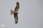 Nibbio bruno Nibbio bruno