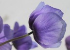 Violeta Violeta