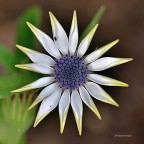 Nel mio Giardino Nel mio Giardino