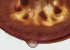 Macro_Food_Home_Mar2020