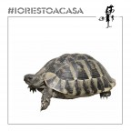 IRAC 3