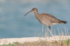 Chiurlo piccolo (Numenius phaeopus) Chiurlo piccolo (Numenius phaeopus)