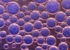 Macro_bubbles_home_Mar2020 Macro_bubbles_home_Mar2020