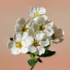 Fiori di Spirea Fiori di Spirea