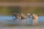 Piovanelli_Calidris ferruginea_DSC0125 Piovanelli_Calidris ferruginea_DSC0125