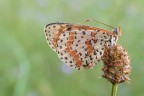 Melitaea Didyma Melitaea Didyma