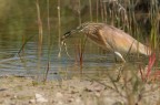 Sgarza ciuffetto (Ardeola ralloide) Sgarza ciuffetto (Ardeola ralloide)