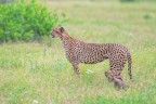 ghepardo con cucciolo