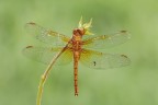 Orthetrum coerulescens