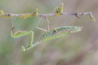 Mantide religiosa