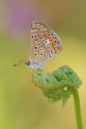 Polyommatus icarus_DSC0803