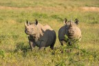 sony a77II; tamron 150-600 a 600mm
Gli unici due rinoceronti neri di tutto il viaggio, alcuni bianchi si ma solo loro due come neri, una grande emozione vederli ed essere osservato da loro.