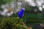 Muscari e trioplan Muscari e trioplan
