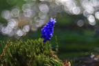 Muscari e trioplan