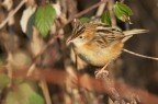 Beccamoschino (Cisticola juncidis Beccamoschino (Cisticola juncidis
