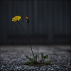 Tempi cupi Tempi cupi