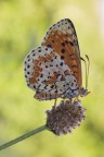 Melitaea Didyma Melitaea Didyma