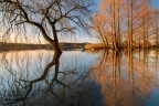 Mirrored trees Mirrored trees