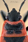 Corizus hyoscyami (Linneaus, 1758) Corizus hyoscyami (Linneaus, 1758)