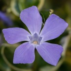 Fiore di Vinca Fiore di Vinca