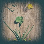 quadrifoglio quadrifoglio