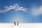 white dandelion white dandelion