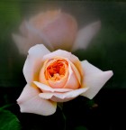 La prima dell'anno La prima dell'anno