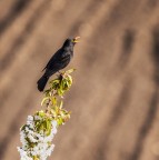 Il mio amico merlo Il mio amico merlo