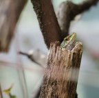 Visite impreviste Visite impreviste