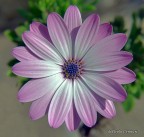 OSTEOSPERMUM OSTEOSPERMUM