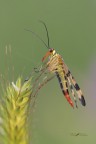 Mosca-scorpione_DSC0522