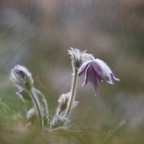 Pulsatilla Pulsatilla