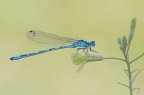 Coenagrion-mercuriale_DSC3760