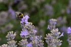 Bombo sulla lavanda