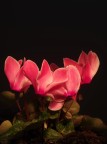 Ciclamino rosa Ciclamino rosa
