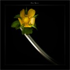 fiori di campo fiori di campo