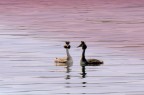 Una bella coppia di Svassi sul lago di Viverone.