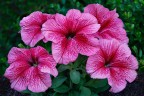 Petunie Petunie