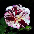 *** Non  rosa ***