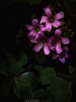 Family love in the darkness