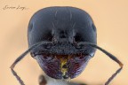 Black Ant Black Ant