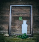 il quadrifoglio.. il quadrifoglio..