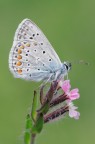 Polyommatus icarus